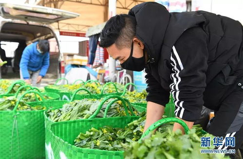 多省应急响应降级 各地水果市场正逐步复苏 一切都会好起来