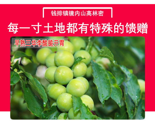 广东茂名三月李子水果批发孕妇应季脆甜三华李酸脆青李珍珠李现发