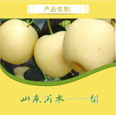 【山东黄金梨种植基地批发价格】批发,供应,价格,厂家,山东沂水明贵果品仔猪购销中心-中国惠农网